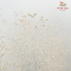 Preservative Baby Breath - White - Pudu Ria Florist Southern
