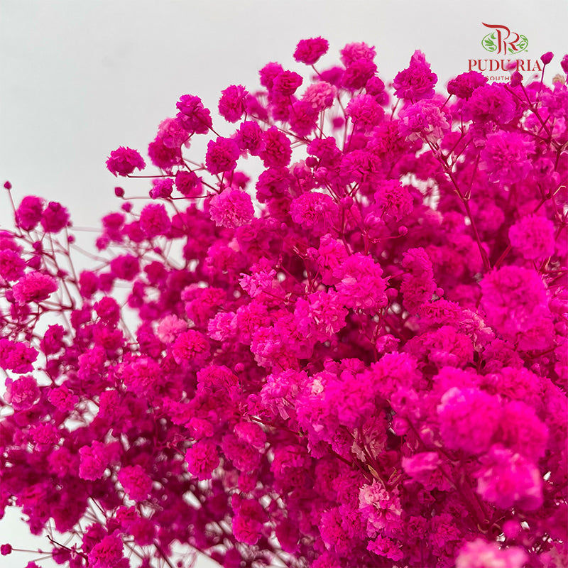 Preservative Baby Breath - Hot Pink