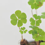 Clover Leaf