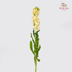Matthiola Yellow - (10 Stems)