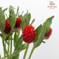 Gomphrena Strawberry Red - Pudu Ria Florist Southern