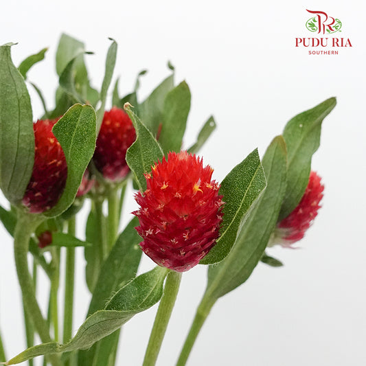 Gomphrena Strawberry Red - Pudu Ria Florist Southern