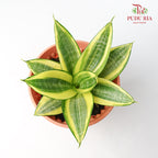 Sansevieria Golden Black Star - Pudu Ria Florist Southern