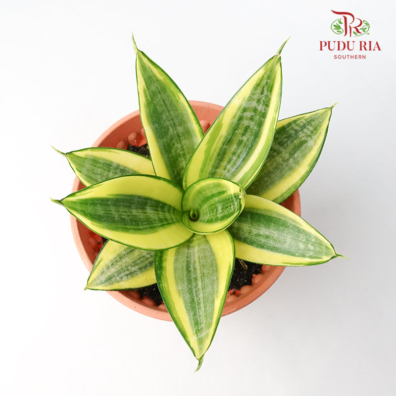 Sansevieria Golden Black Star - Pudu Ria Florist Southern
