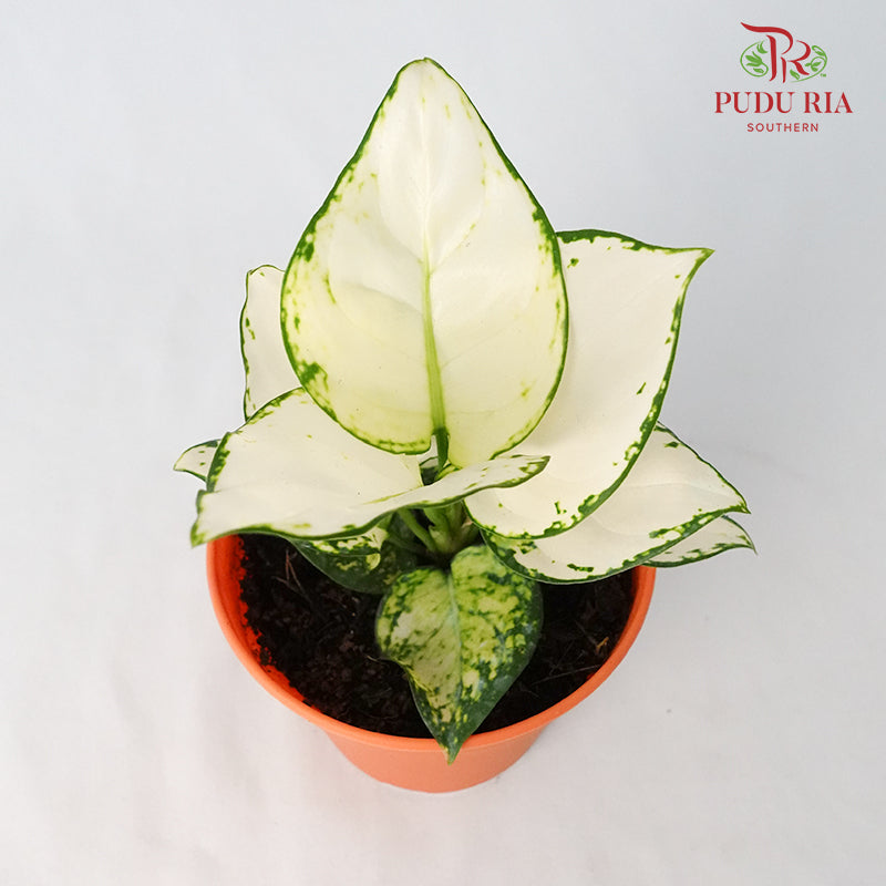 Aglaonema Super White - Pudu Ria Florist Southern