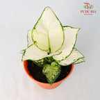 Aglaonema Super White - Pudu Ria Florist Southern