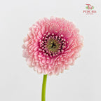 Gerbera Pasta Germini Pink - (8-10 Stems)