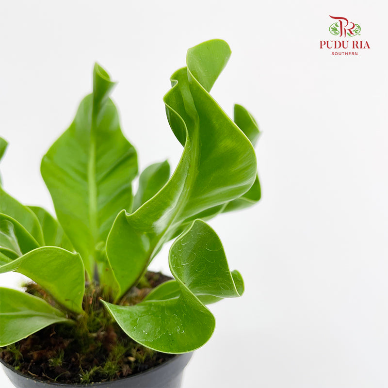 Asplenium Manila