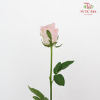 Rose Pink Cupid (8-10 Stems) - Pudu Ria Florist Southern
