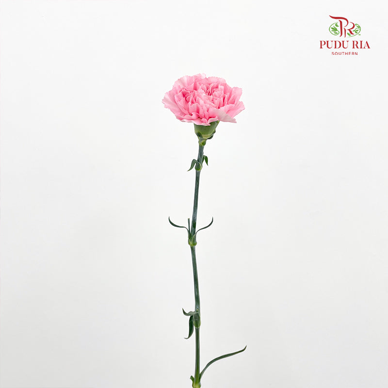 Carnation St Gem Pink 宝石粉康乃馨 - (18-20 Stems)