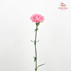 Carnation St Gem Pink 宝石粉康乃馨 - (18-20 Stems)