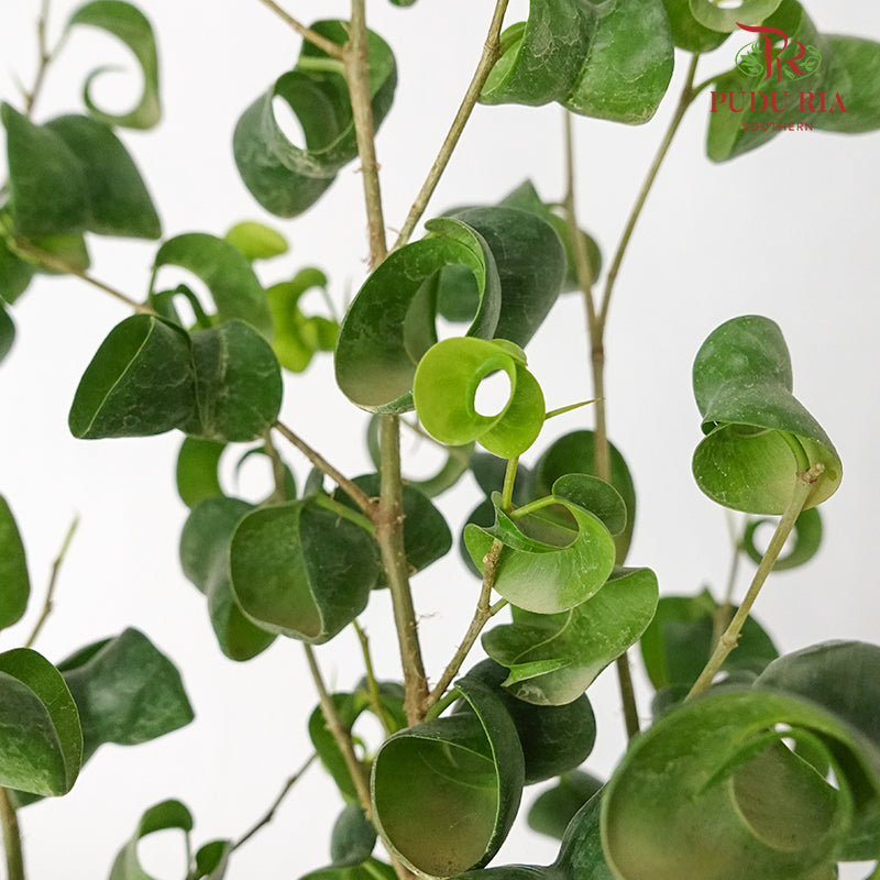 Ficus Benjamina Barok - Pudu Ria Florist Southern