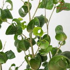 Ficus Benjamina Barok - Pudu Ria Florist Southern