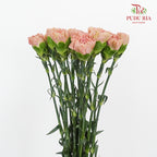 Carnation St Morocco (18-20 Stems) - Pudu Ria Florist Southern