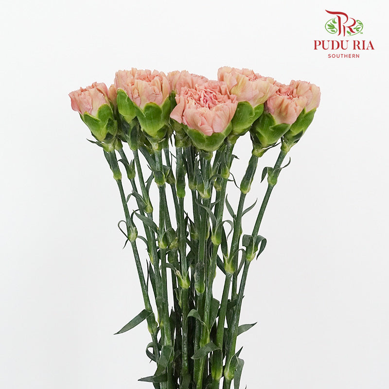 Carnation St Morocco (18-20 Stems) - Pudu Ria Florist Southern