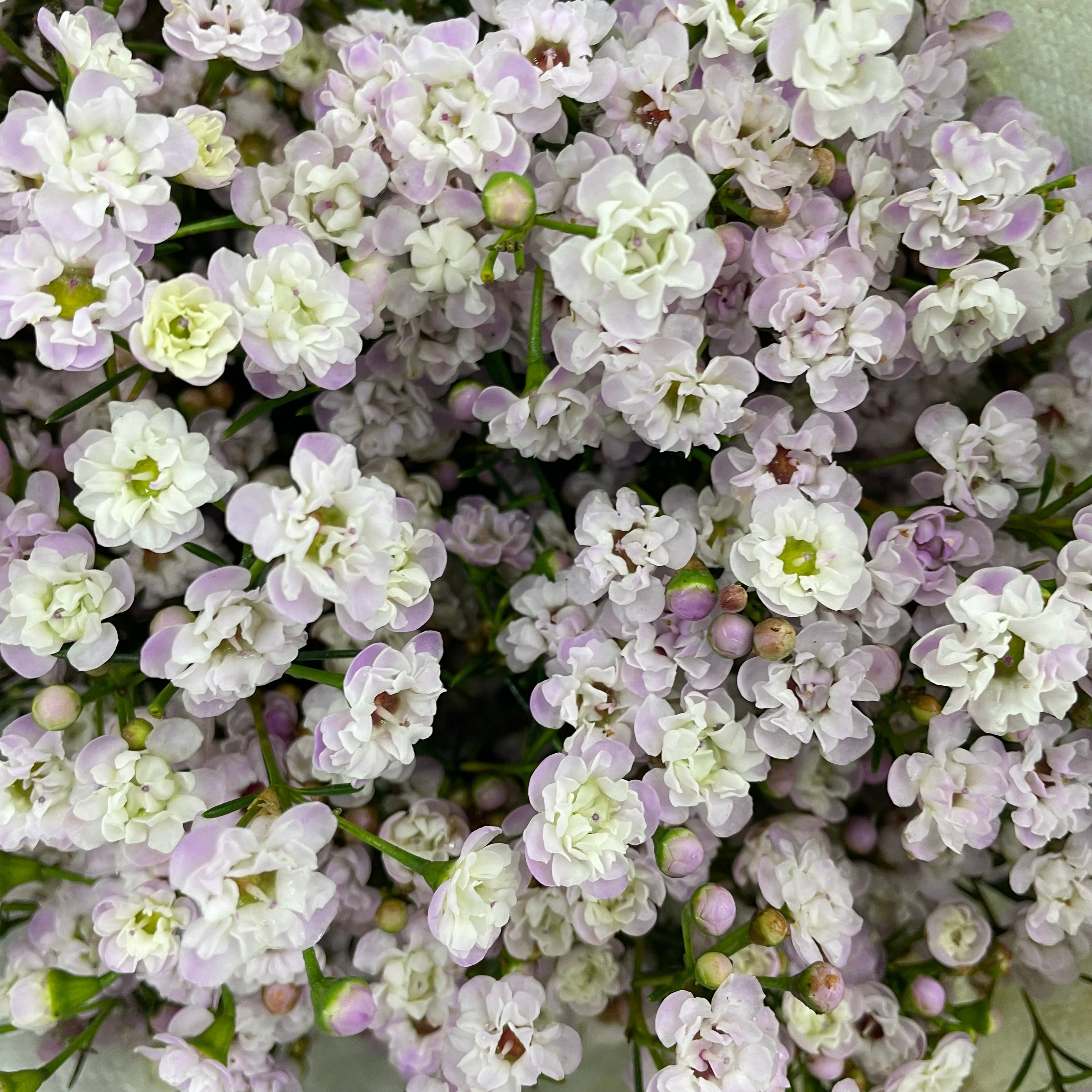 Wax Flower Purple 蜡花 - (Per Bundle)
