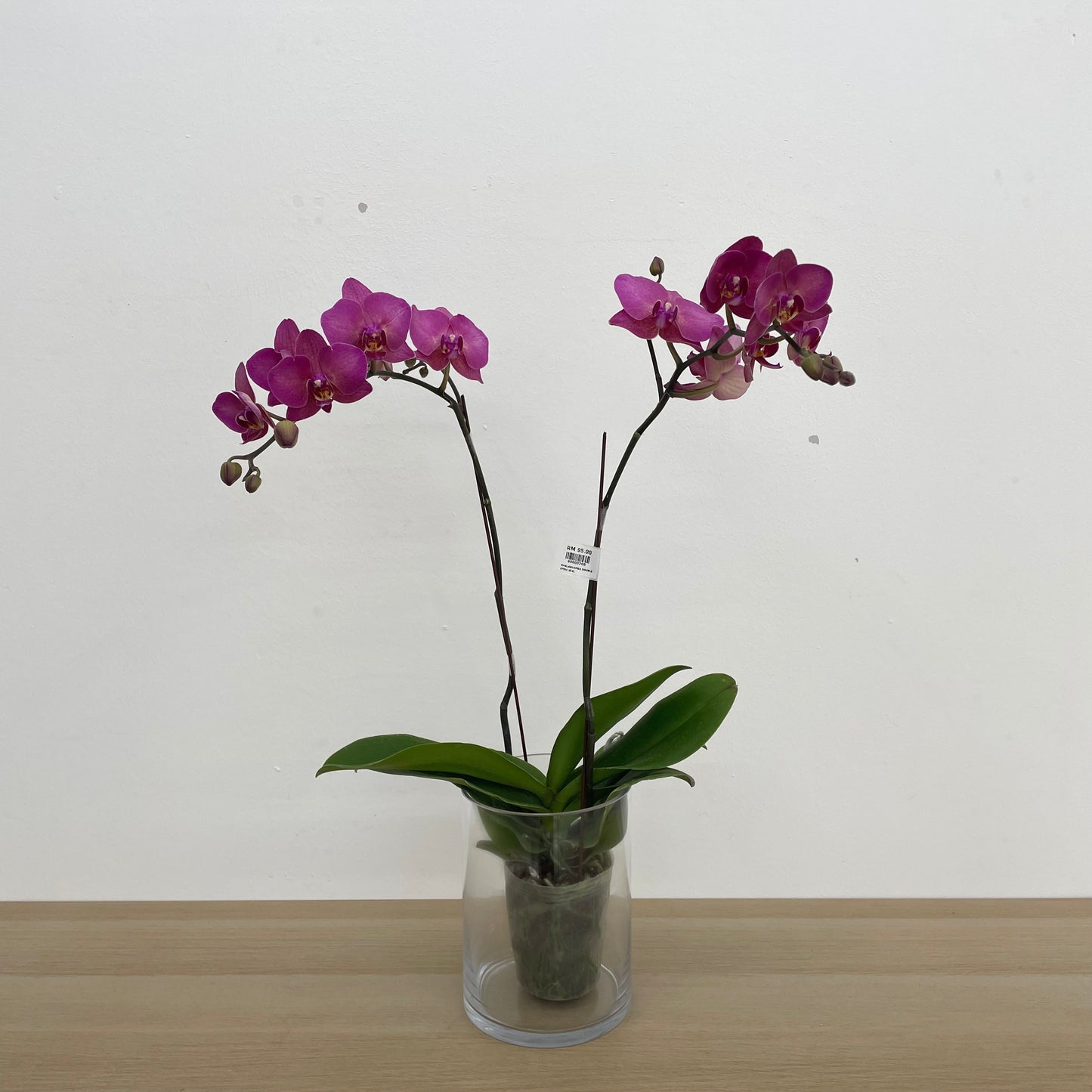 Phalaenopsis Orchid Purple Big Double Stem