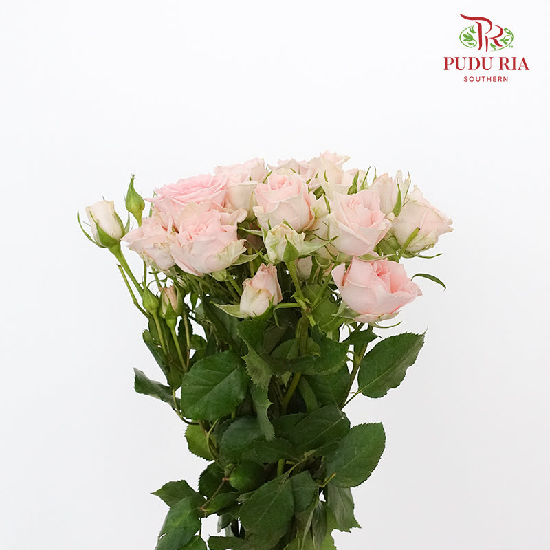 Rose Spray Light Pink (8-10 Stems) - Pudu Ria Florist Southern