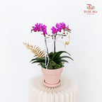 Hari Raya Arrangement - Phalaenopsis Orchid