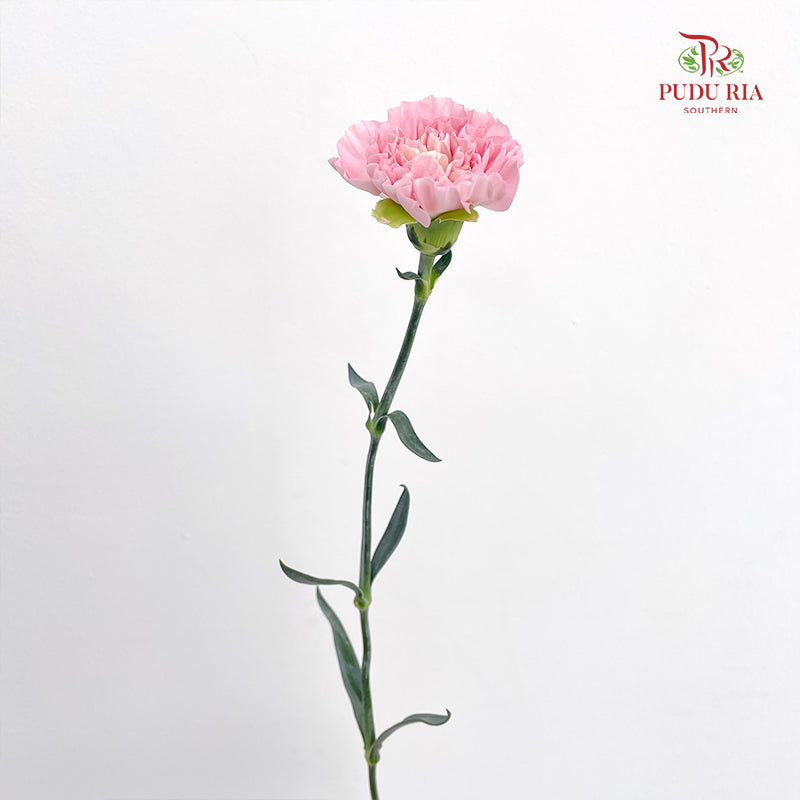 Carnation 康乃馨 Pink - (18-20 Stems)