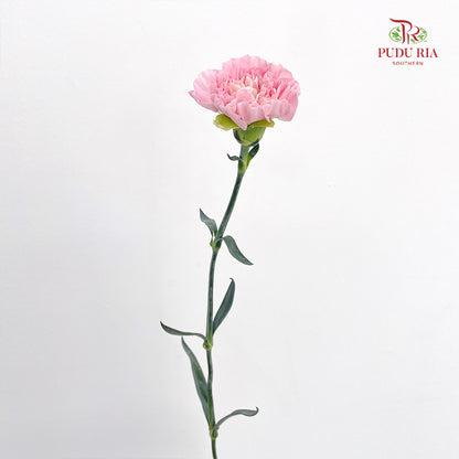 Carnation Soft Pink (18-20 Stems)