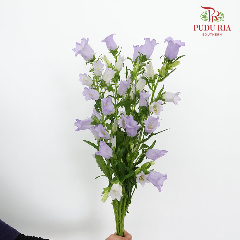 Campanula Purple - 5 Stems - Pudu Ria Florist Southern