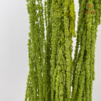 Preservative Amaranthus Light Green