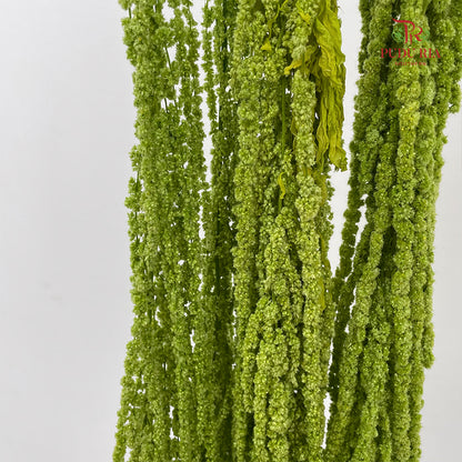 Preservative Amaranthus Light Green