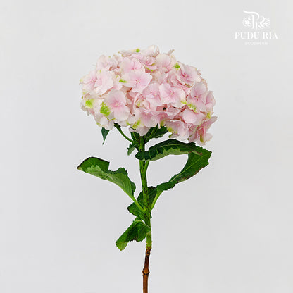 Hydrangea Two Tone Soft Pink - (Per Stem)
