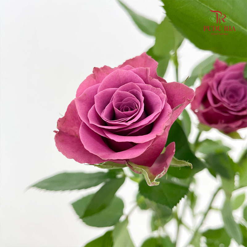 Rose Spray Blue Berry - (8-10 Stems)
