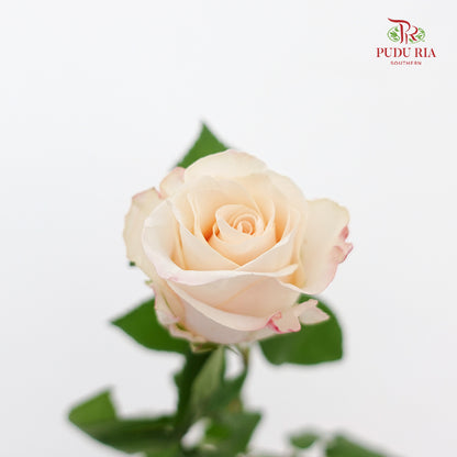 Rose Cynthia - (8-10 Stems)