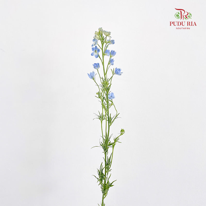 Delphinium Mini Blue - (Per Bundle)