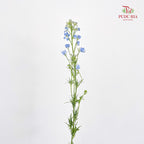 Delphinium Mini Blue飞燕草 - (Per Bundle)