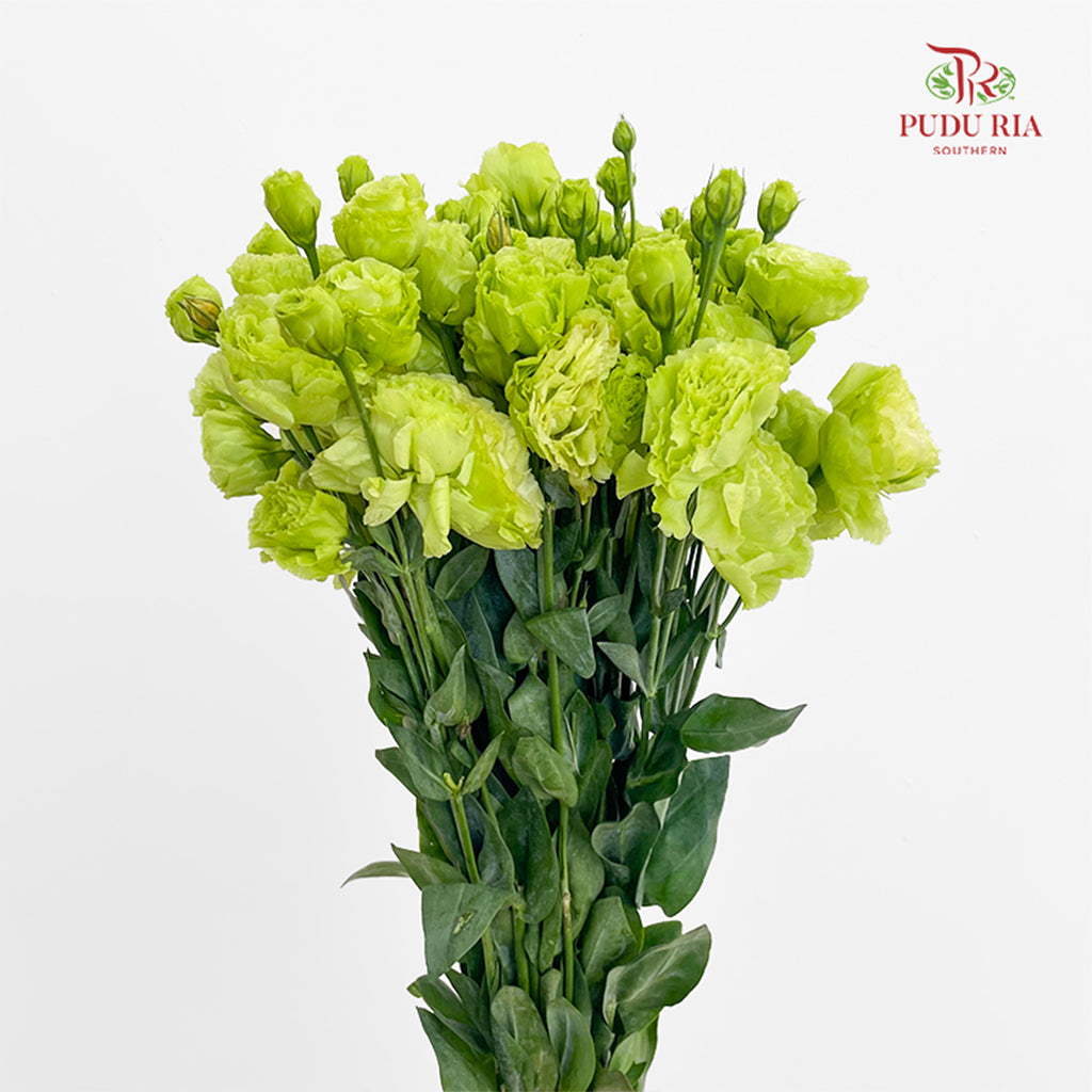 Eustoma Green 洋桔梗 - (12-15 Stems)