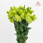 Eustoma Green 洋桔梗 - (12-15 Stems)