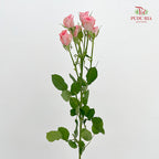 Rose Spray Elegant Lover - (8-10 Stems)