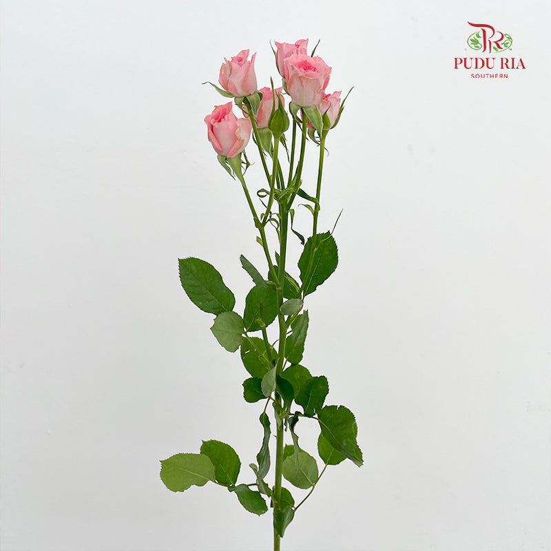 Rose Spray Elegant Lover - (8-10 Stems)
