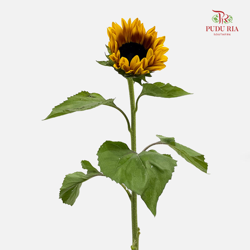 Sunflowers Yellow 向日葵 - (5 Stems)