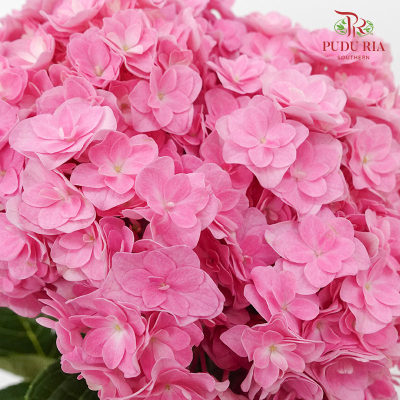 Hydrangea Multi Petals Pink / Per Stem - Pudu Ria Florist Southern