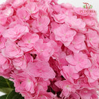Hydrangea Multi Petals Pink / Per Stem - Pudu Ria Florist Southern