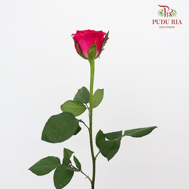 Rose Hot Pink  (8-10 Stems) - Pudu Ria Florist Southern