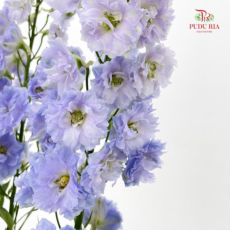 Delphinium Short Purple 飞燕草 - (5 Stems)