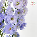 Delphinium Short Purple 飞燕草 - (5 Stems)