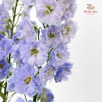 Delphinium Short Purple 飞燕草 - (5 Stems)