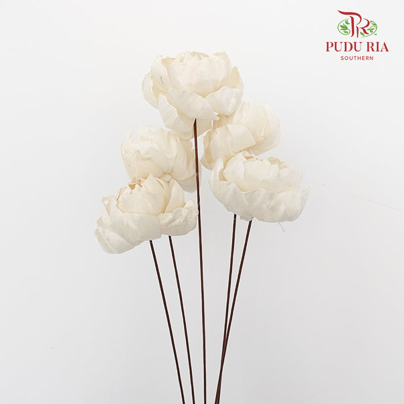 Dry Sola Wood Peony - Pudu Ria Florist Southern