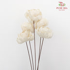 Dry Sola Wood Peony - Pudu Ria Florist Southern