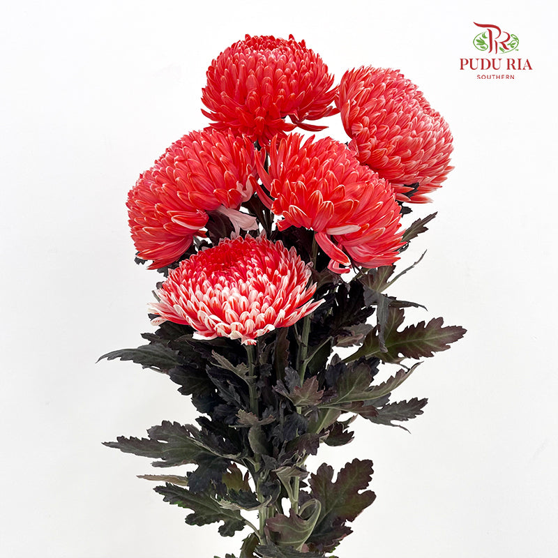 Peony Chrysanthemum Dyed Red - (5 Stems)