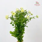 Ranunculus Butterfly Yellow 蝴蝶洋牡丹 - (5 Stems)
