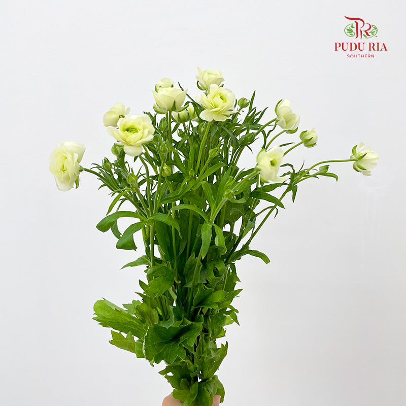 Ranunculus Butterfly Yellow 蝴蝶洋牡丹 - (5 Stems)