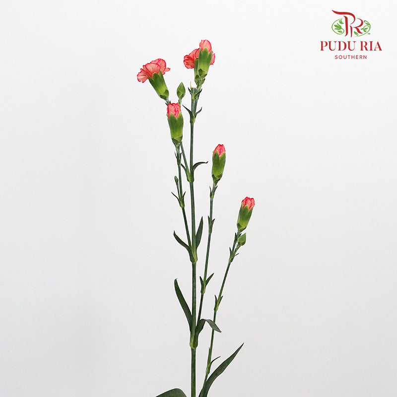 Carnation Spray Dark Orange (18-20 Stems) - Pudu Ria Florist Southern